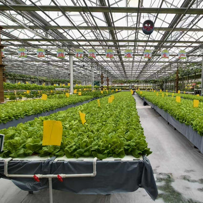 NAIER Intelligent greenhouse with linked glass  Double glass curtain wall intelligent glass greenhouse