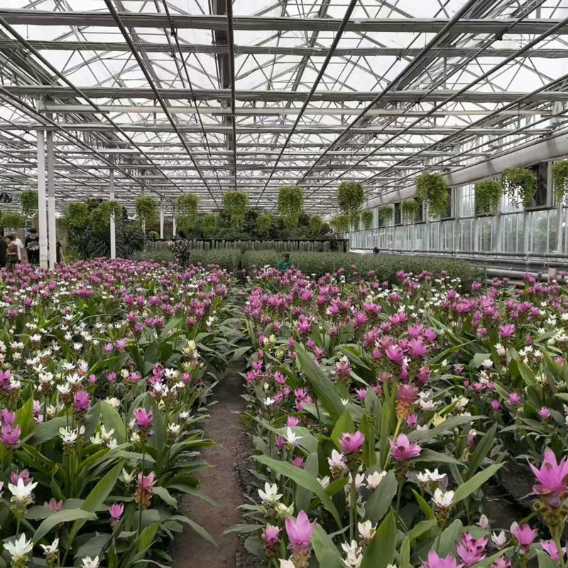 NAIER Intelligent greenhouse with linked glass  Double glass curtain wall intelligent glass greenhouse