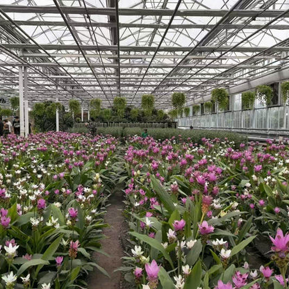 NAIER Intelligent greenhouse with linked glass  Double glass curtain wall intelligent glass greenhouse